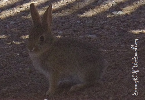 Young Cottontail Rabbit.