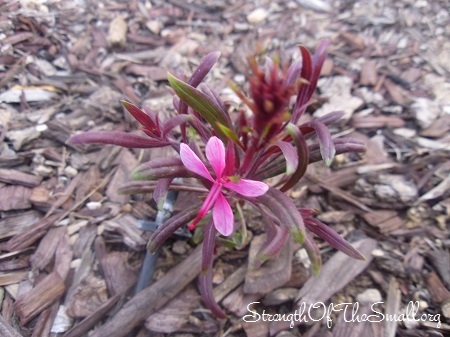 Young Gaura Lindheimeri.