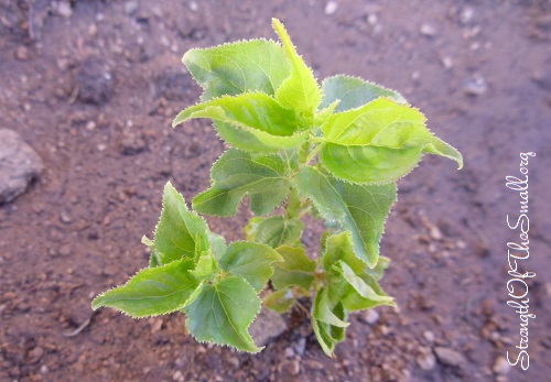 Young Growing Tree.