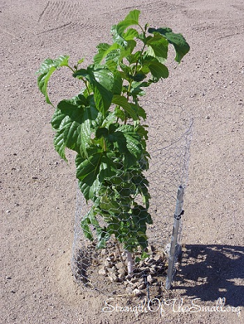 Young Mulberry Tree.