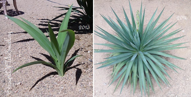 Yucca Pendula Flower Stalk.