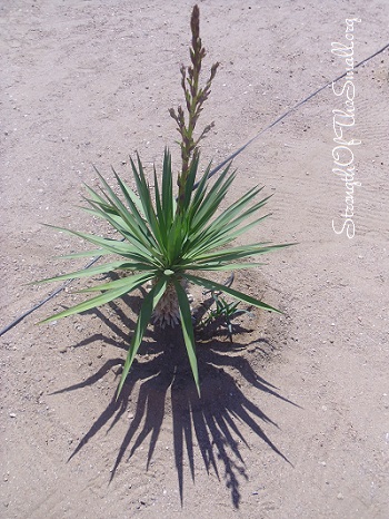 Yucca Pendula.